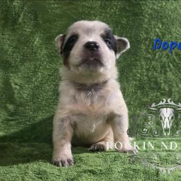 Dopey - Blue male Australian Cattle Dog puppy in Silsbee, Texas from Rockin ND Ranch