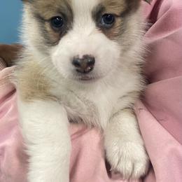 Elsa - Red female Pembroke Welsh Corgi puppy in Urbana, Ohio from Edgewood Farm and Kennel