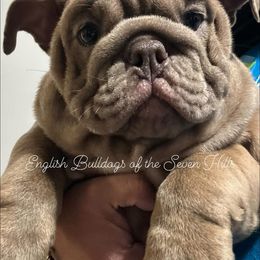 DAISY - Lilac tri-color Bulldog puppy in Rome, Georgia from English Bulldogs of the Seven Hills