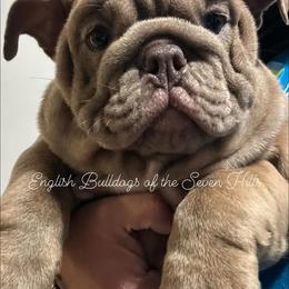 DAISY - Lilac tri-color Bulldog puppy in Rome, Georgia from English Bulldogs of the Seven Hills
