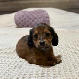 Shaded red girl - Red female Dachshund puppy in Defuniak Springs, Florida from Anastasia Knight's Cocker Spaniels