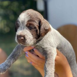 Wirehaired Pointing Griffons from Griffons Out West