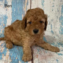 Ben - Red male Cavapoo puppy in Lebanon, Missouri from Cobbs Creek Canines