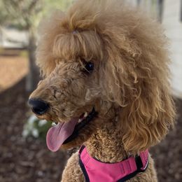 Poodle puppies from Central Valley Canine Companions