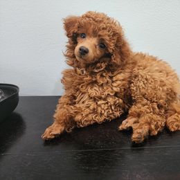 Poodle Puppies from Little Red Poodles