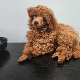 Poodle Puppies from Little Red Poodles