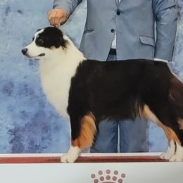 Annie - Australian Shepherd