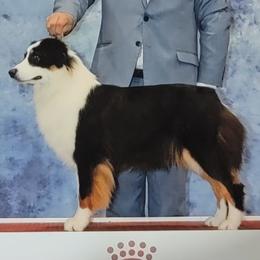 Annie - Australian Shepherd