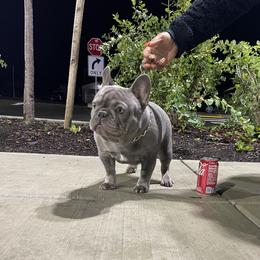Canelo - French Bulldog