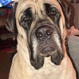 Mastiffs from River Valley Mastiffs