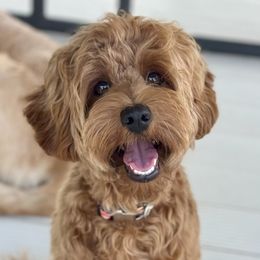 Toddy - Australian Labradoodle