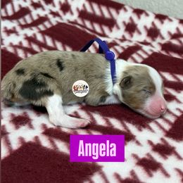 Aussiedoodle Puppies from Doodles by Dada