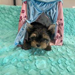 Dunkin - Black and tan male Yorkshire Terrier puppy in Belpre, Ohio from Blackwoods Yorkies