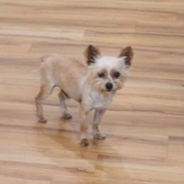 Blaze - Parti male Yorkshire Terrier puppy in Leonard, Texas from Rising Star Kennels