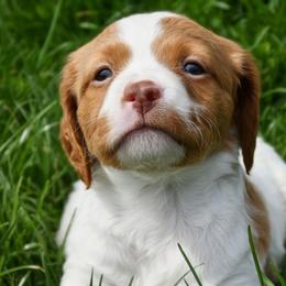 Sig - Orange and white male Brittany puppy in Hollidaysburg, Pennsylvania from Royal Flush Farms