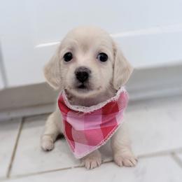 Zuna - Cream female Dachshund puppy in Richmond, Virginia from Irresistible Dachshunds & Cavaliers