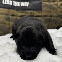 Oliver - Black brindle male Dutch Shepherd puppy in Watertown, Connecticut from APACHEK9