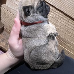 Pug Puppies from Peachy Pugs