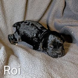 Roi - Brown and tan male Cockapoo puppy in Sunset, Louisiana from Cano Cockapoos