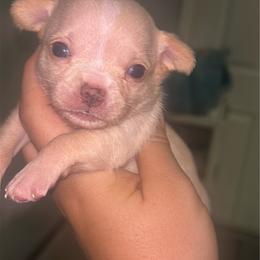 Romeo (was Chestnut) - Cream and white male Chihuahua puppy in New Castle, Delaware from Sasha’s Elite Kennel LLC