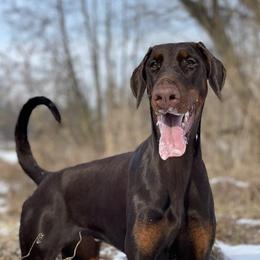 Puma - Doberman Pinscher