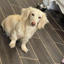 Mia - Dachshund