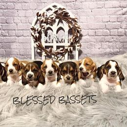 Basset Hound Puppies from Blessed Bassets