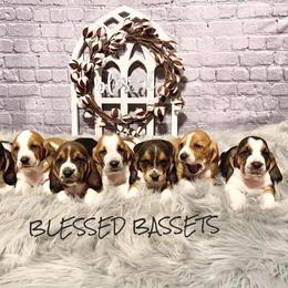 Basset Hound Puppies from Blessed Bassets