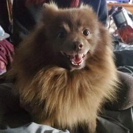 Pomeranians from Hunnibunnies