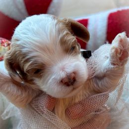 Zero - Blenheim male Cavapoo puppy in Tucson, Arizona from Cavapoo Puppy Parade