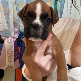Kickin Roosters Cato (Red Collar) - Fawn male Boxer puppy in Alpine, New York from Kickin Rooster AKC Boxers