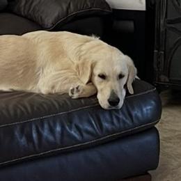 Lily - Golden Retriever
