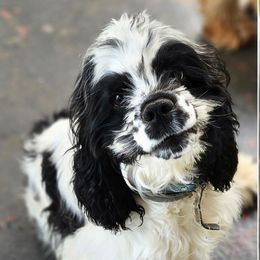 Jazz - Cocker Spaniel