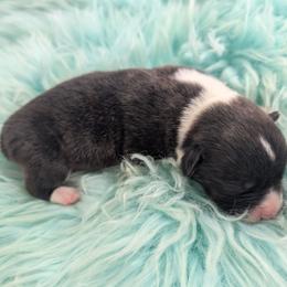 Giblet - Brindle and white male Cardigan Welsh Corgi puppy in Hotchkiss, Colorado from Bell S Ranch