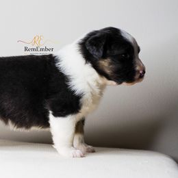 Australian Shepherd Puppies from RemEmber Australian Shepherds