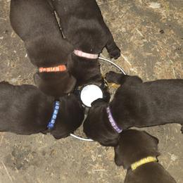 Labrador Retriever Puppies from Tahoma Sunrise