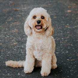 Maggie - Cockapoo