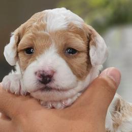 Lightning - Blenheim male Cavapoo puppy in Glendale, Arizona from Cool Cavapoos