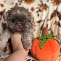 Dopey - Liver male Shih Tzu puppy in Las Vegas, Nevada from Vegas Shih Tzus