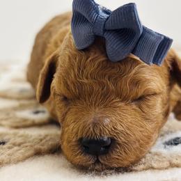 Cavapoo, Cockapoo, Goldendoodle, and Maltipoo Puppies from Perdue Puppies