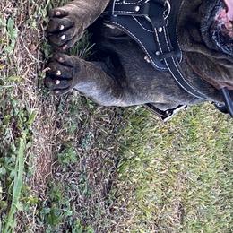 Cane Corso All Grown Up from Diamond Cut Kennels, Hawaii