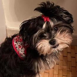 Shih Tzus from Avo Furbabies