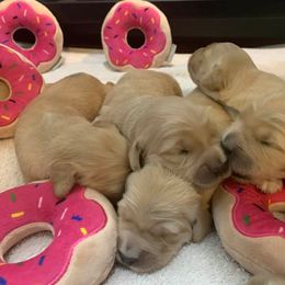 Golden Retriever Puppies from Lol-Goldens