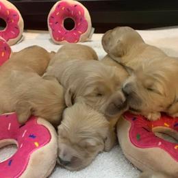 Golden Retriever Puppies from Lol-Goldens