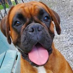Anira - Boxer