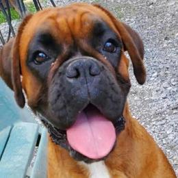 Anira - Boxer