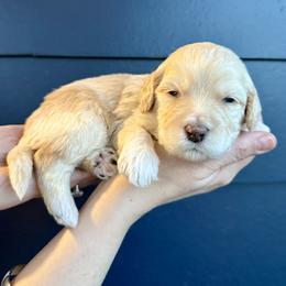 Boy 1 - male Bernedoodle puppy in South Jordan, Utah from Ellas.Pups (Bernedoodles & Cavapoos)