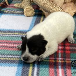 Queen Girl 4 - Blue speckled female Australian Cattle Dog puppy in Monroe, Louisiana from The Sweet Kennels