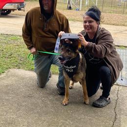 German Shepherd All Grown Up from Cerberus German Shepherds