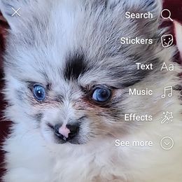 Pomeranian Puppies from La Belle Pomeranians